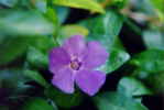 Close up of a flower