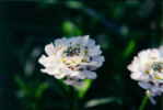 Another close up of a flower